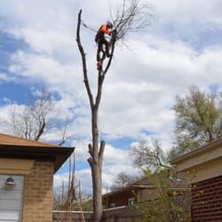 Спил деревьев, обрезка веток