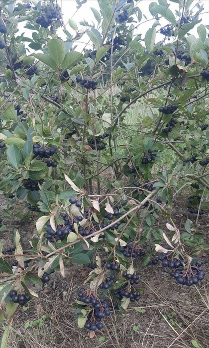 Aronia od producenta paczka 10kg, wysyłka Inpost