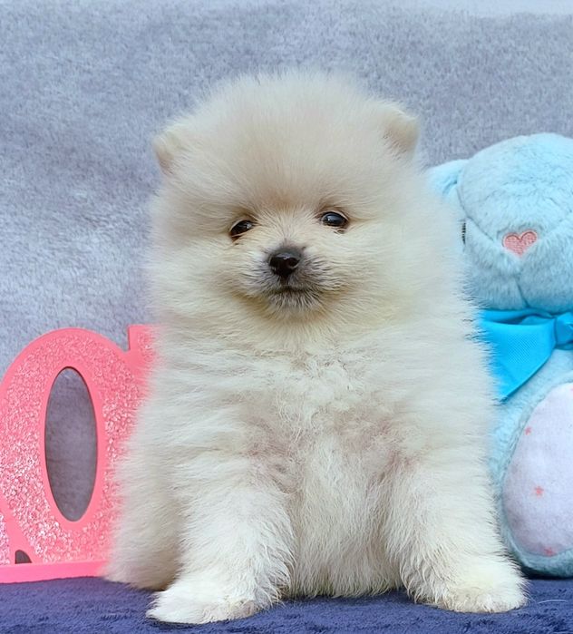 Шпиц померанский КСУ