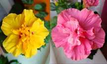 Róże chińskie, hibiskus hibiskusy rozkrzewione