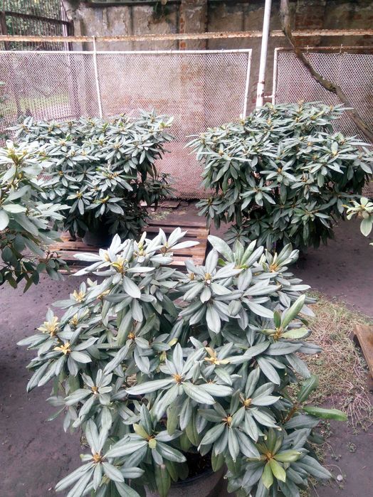 Рододендрон \Mogambo\ вис 120-140см\Крупномiр\12500гр.