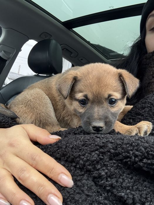 Віддам в добрі руки безкоштовно