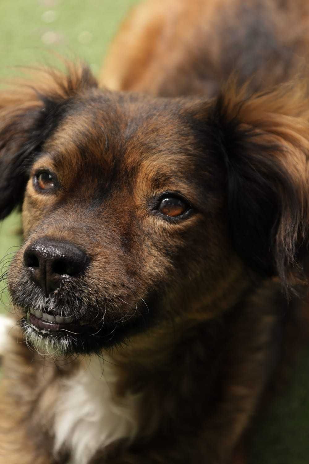 Cadela para adoção responsável