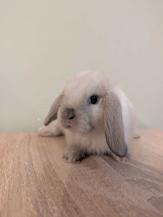 Mini lop, baranek miniaturka, metryka