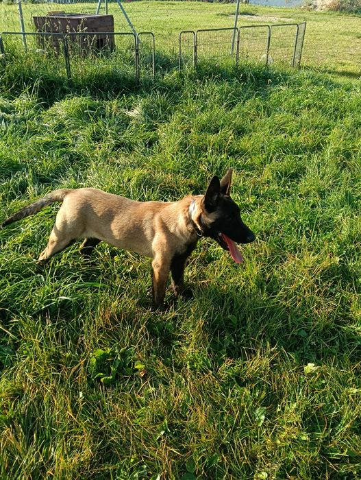 Owczarek Belgijski Malinois Piesek FCI
