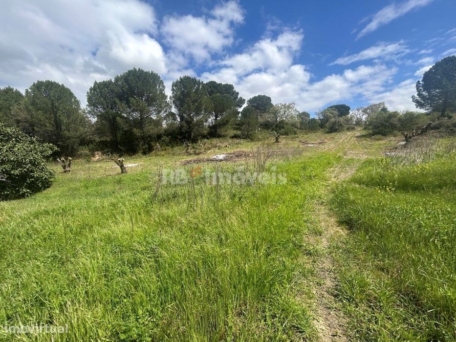 3 Terrenos rústicos com luz e poço - Delongo, Tomar