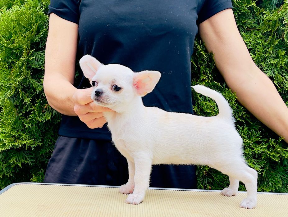 Chihuahua dziewczyna o krótkich włosach FCI
