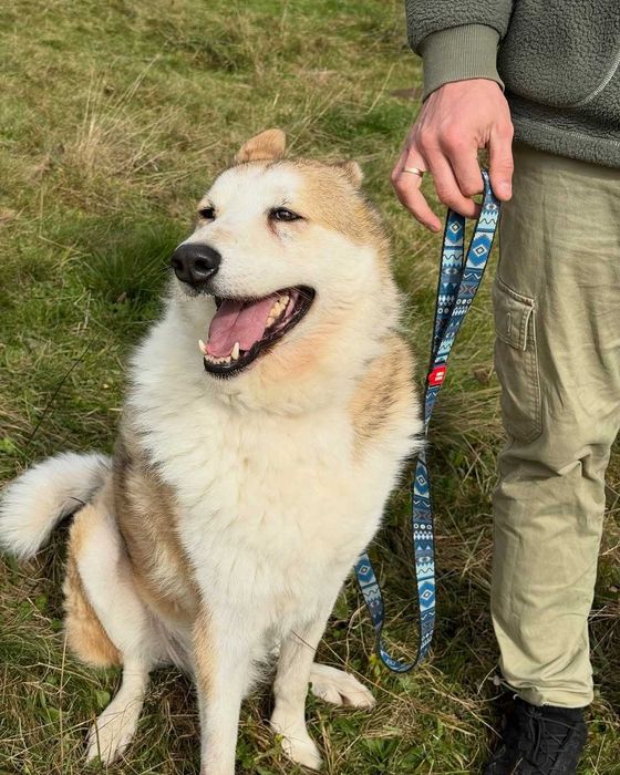 Чарлі, лайка, шукає дім