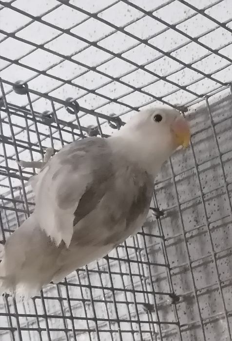 Fischer de 2025 lindo