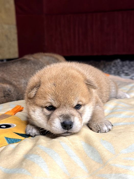 Шиба ину,сиба ину цуценята шиба іну