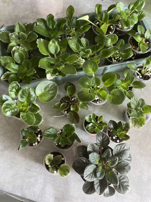 Сортові фіалки