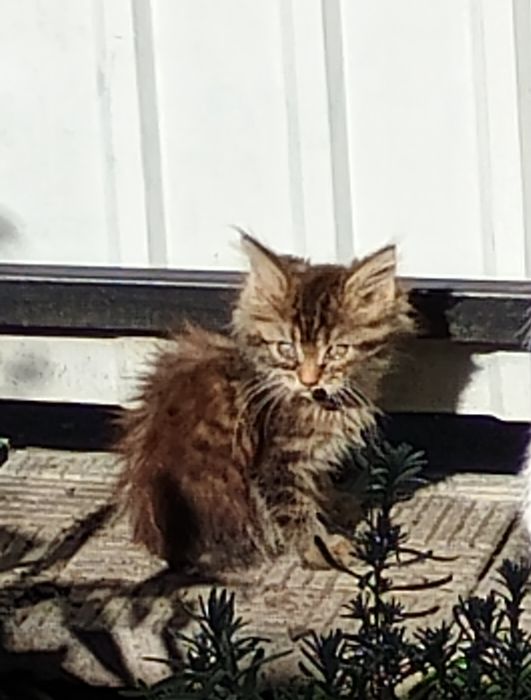 Кошеня в добрі руки