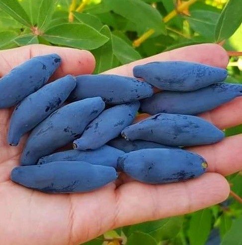 Жимолость їстівна