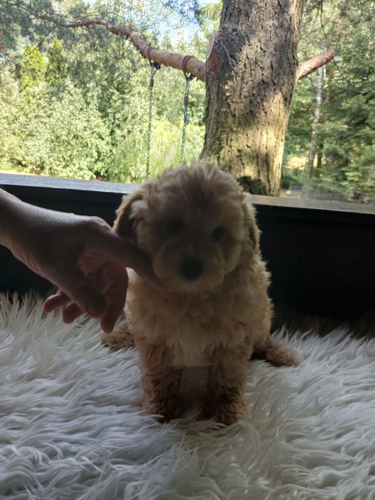 Maltipoo - piesek biszkoptowy