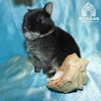 Супер мини кролик, нидерландский карлик, торчеухий из питомника!