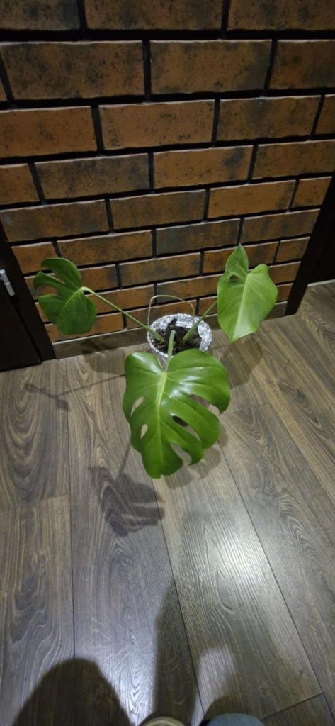 Monstera dziurawa.Dorosłe rośliny sadzonki.