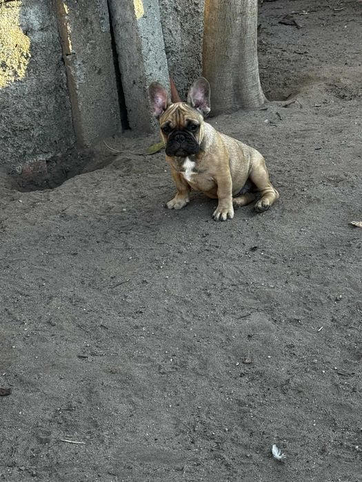 Bulldog Francês fawn