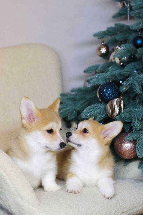 Urocze suczki Corgi — Sky i Space — szukają kochających domów