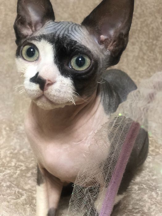 Кошеня Девон рекс