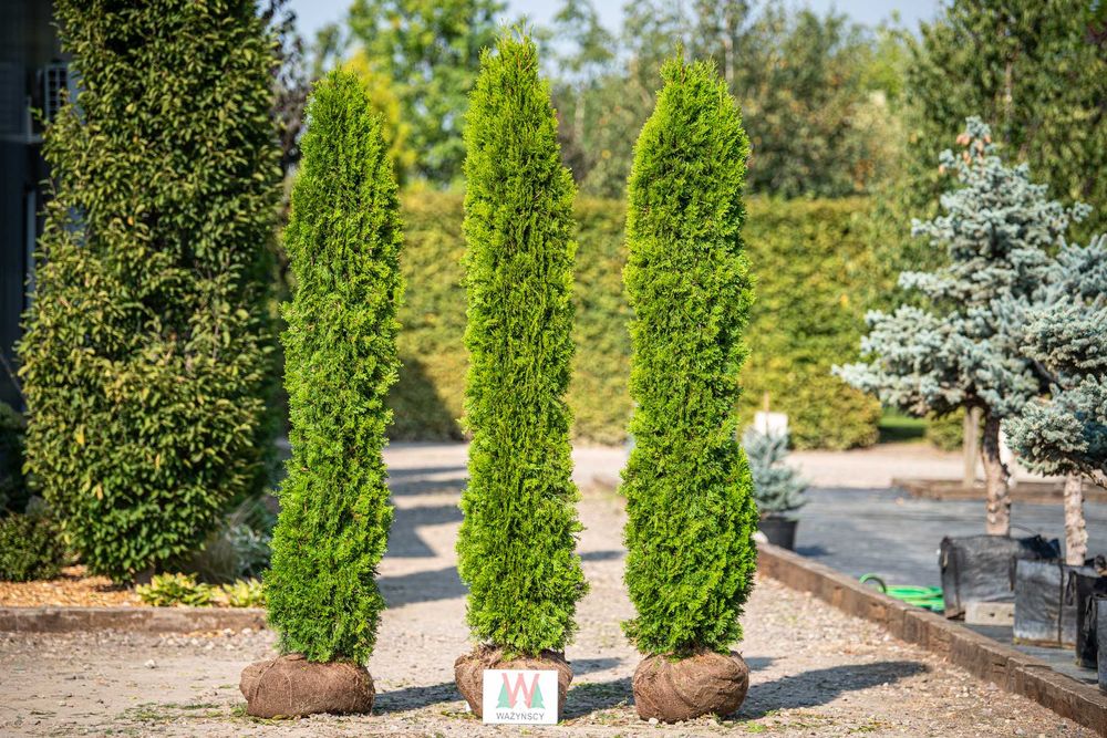 Thuja TOSCAN 'Smaragd' PROMOCJA Tuja Żywotnik zachodni TOSCAN