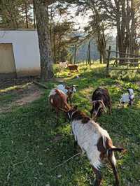 Cabras para venda