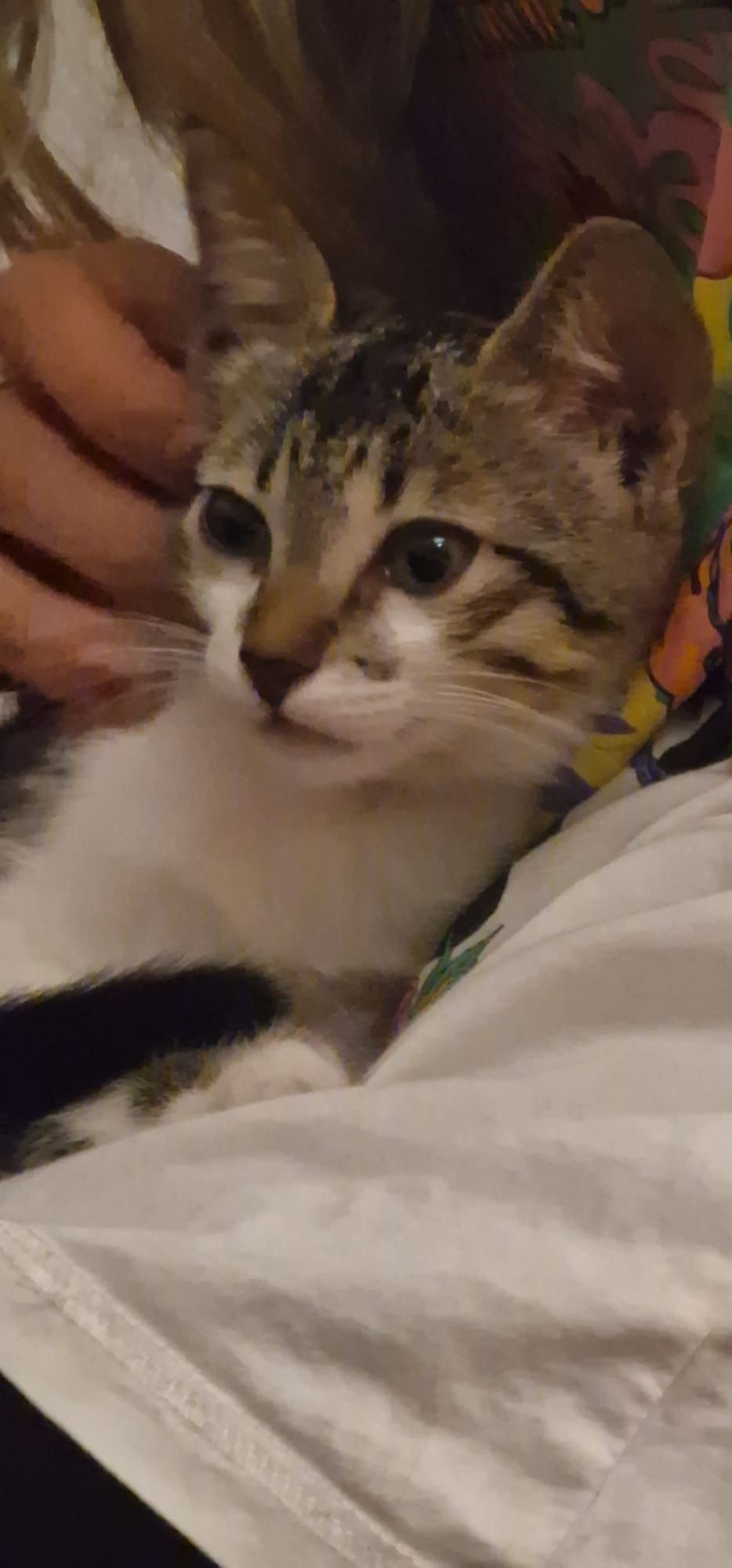 2 gatinhas lindas para adotar