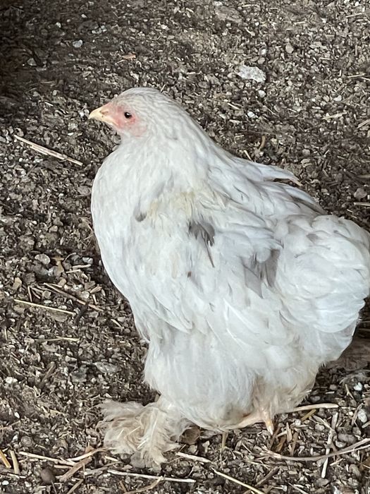 Galinhas Brahma e outras raças