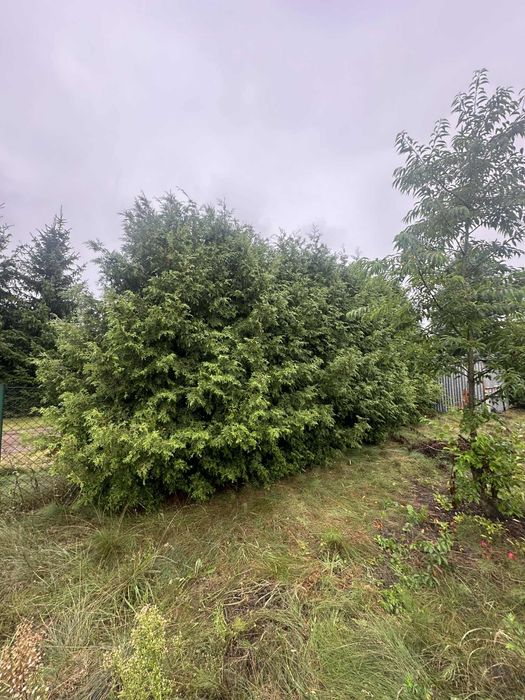 Tuje i sosny oddam za darmo