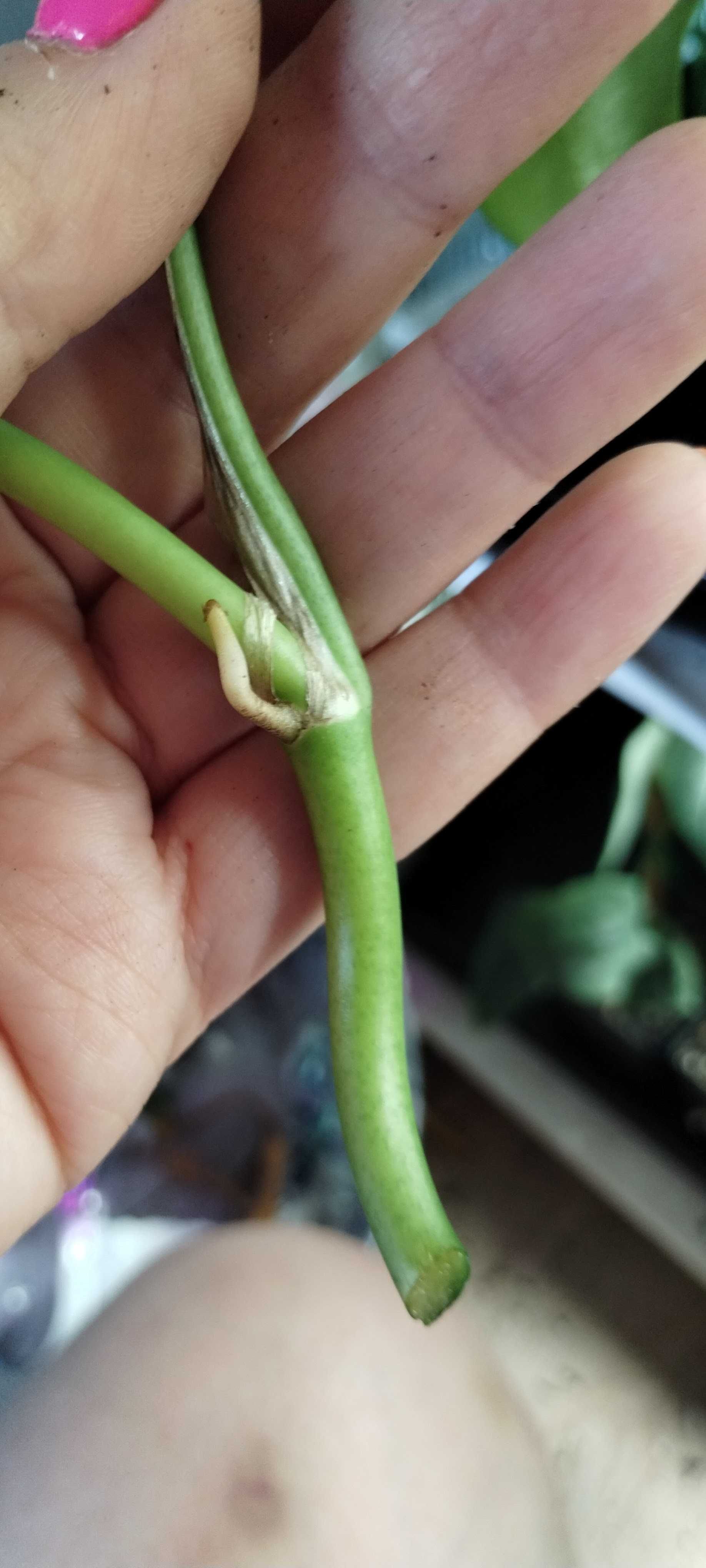 monstera piccolo/minima raphidophora tetrasperma 2listny szczyt