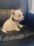 West Highland White terrier suczka