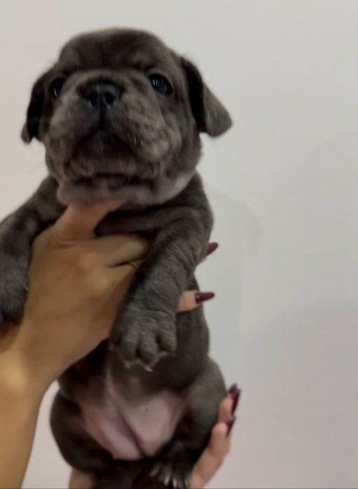 Menina buldog frances