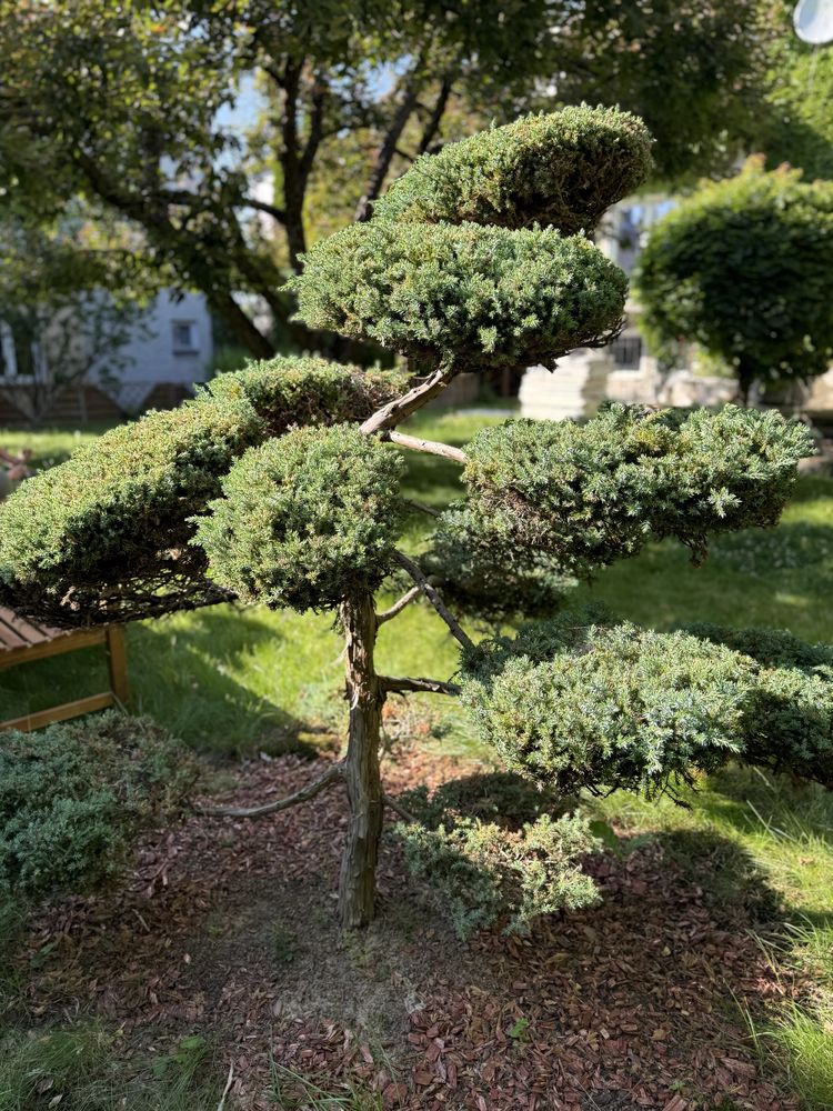 Drzewko formowane Bonsai