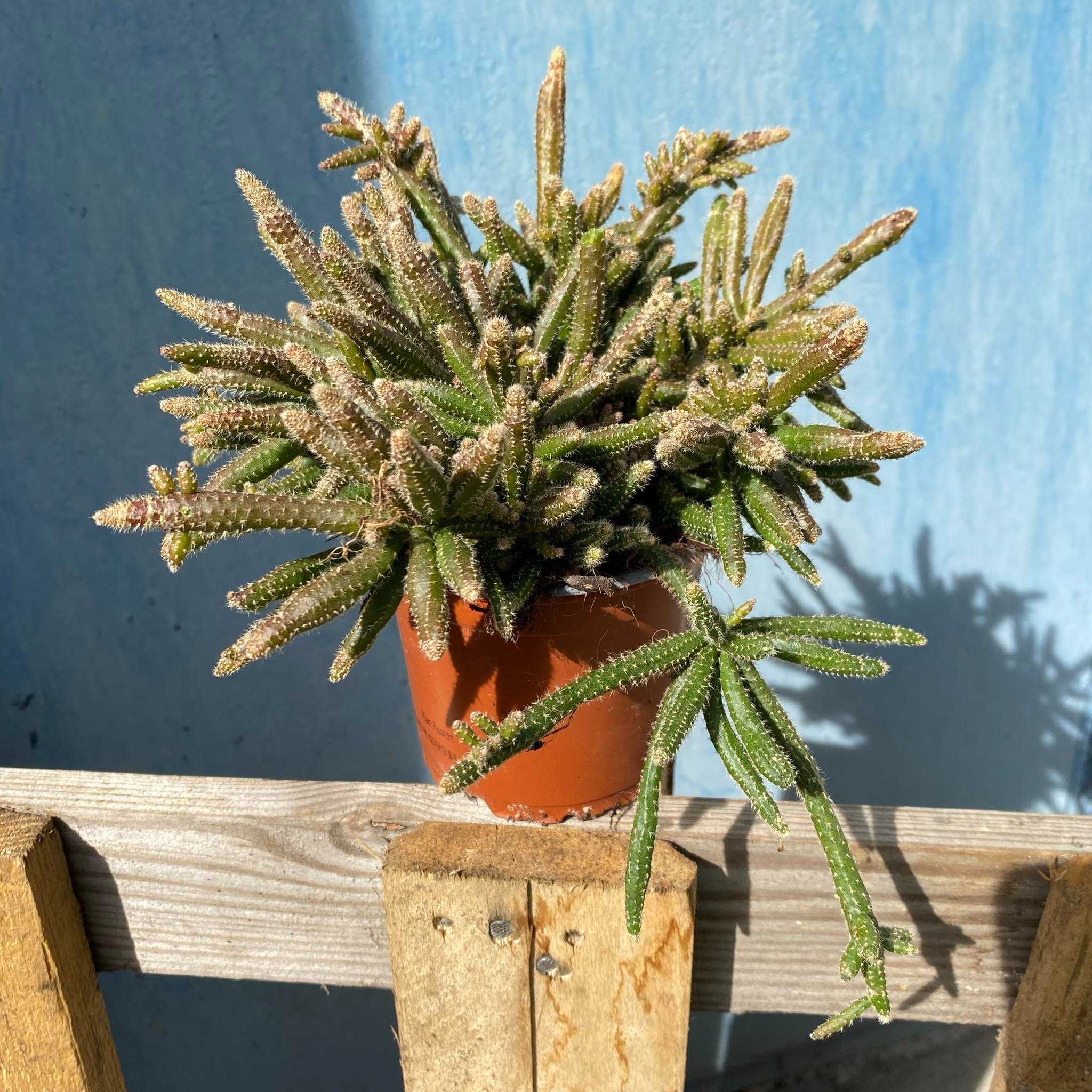 Rhipsalis Horrida patyczak