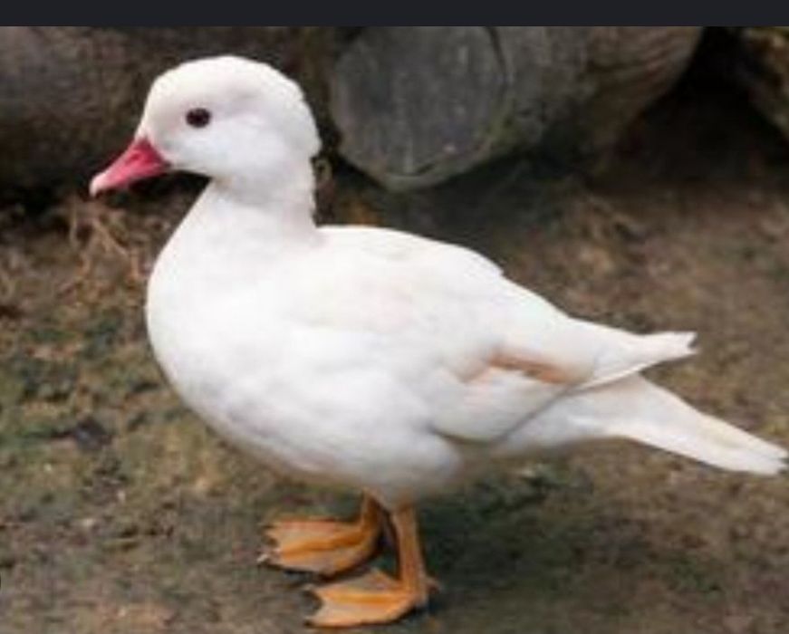 Casal mandarins 2025