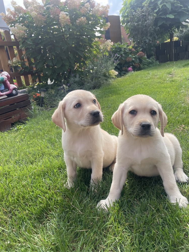 Labrador retriver-szczeniak  biszkoptowy do odbioru !