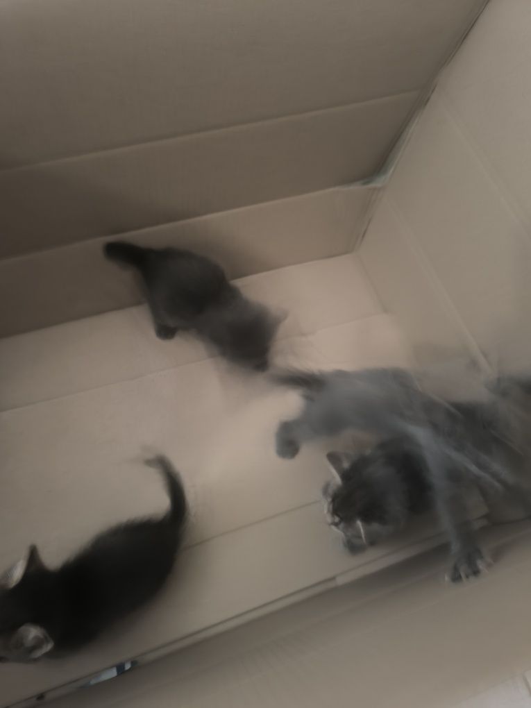 Віддам котиків в хароші руки