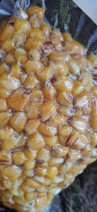 Kukurydza świeżo gotowana 1KG