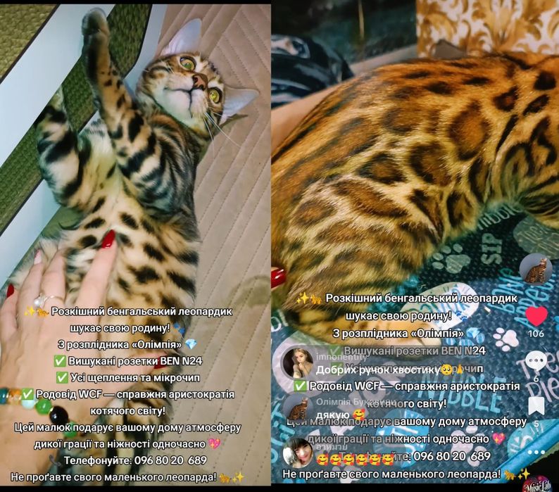 Бенгальські кошенята з родоводом WCF.