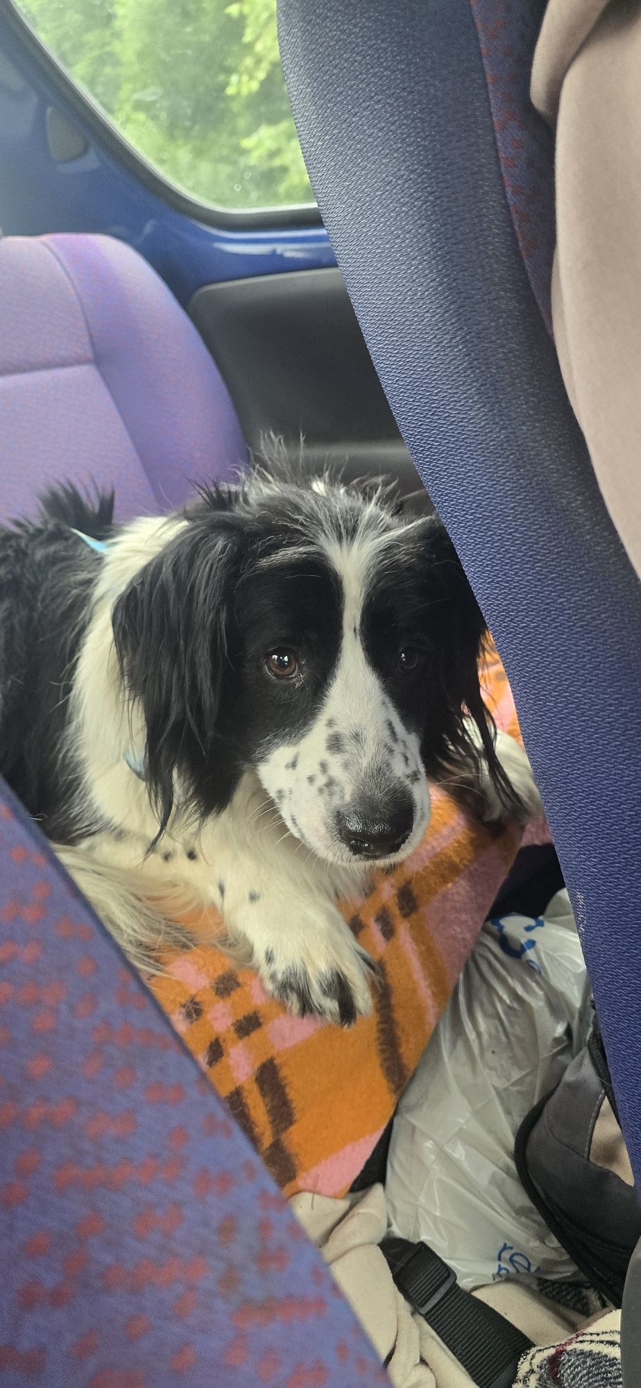 W typie border collie do adopcji