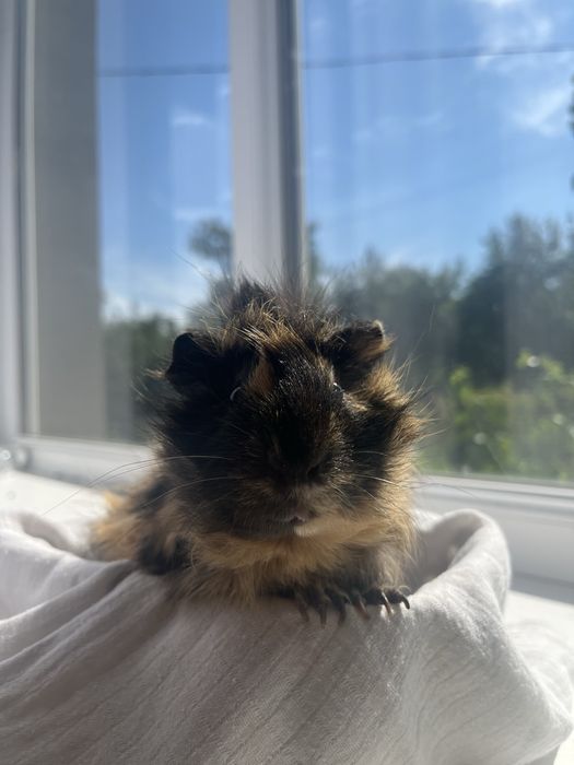 Морська свинка розеточка