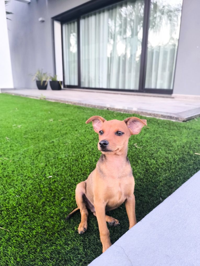 Pinscher macho castanho