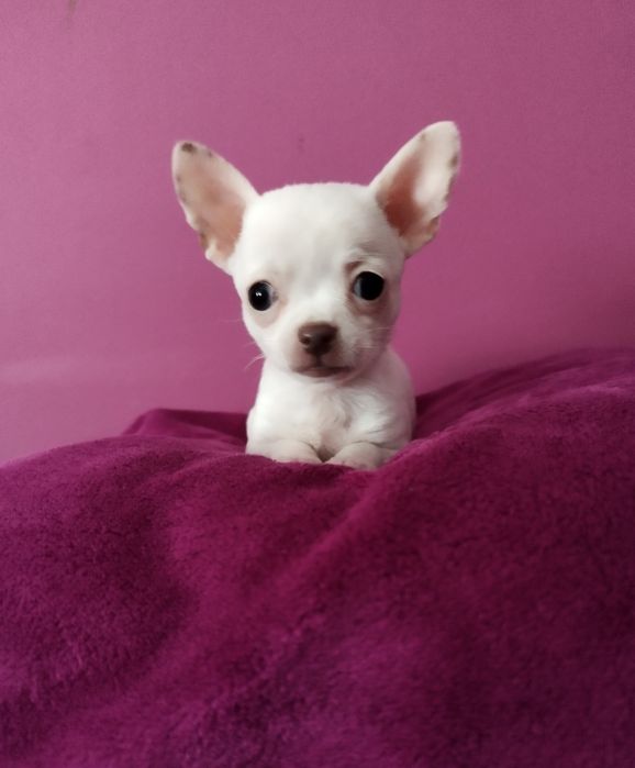 Chihuahua mini suczka