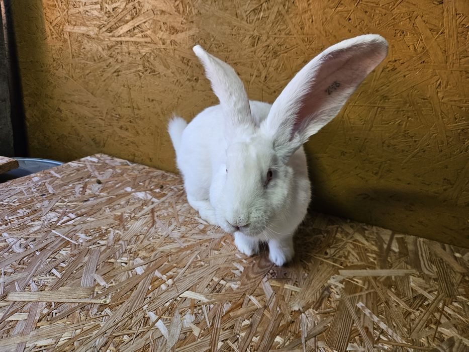 Olbrzym belgijski biały