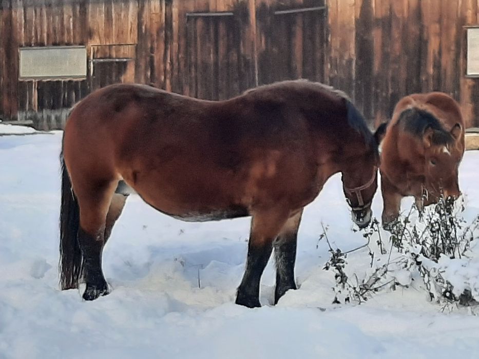 Dwie klacze zimnokrwiste. Księga główna.