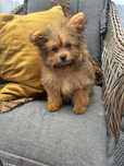 Cudny piesek pomapoo xs