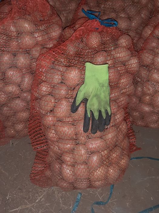 Ziemniaki Irga , sifra, vineta  , małe , 4-5 cm. Certyfikat eko.