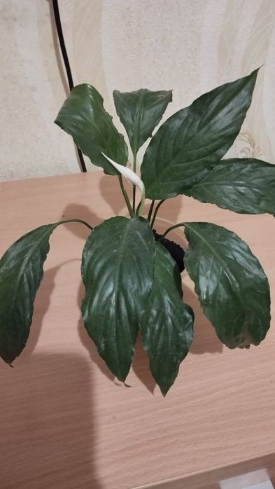 Продам спатіфілум