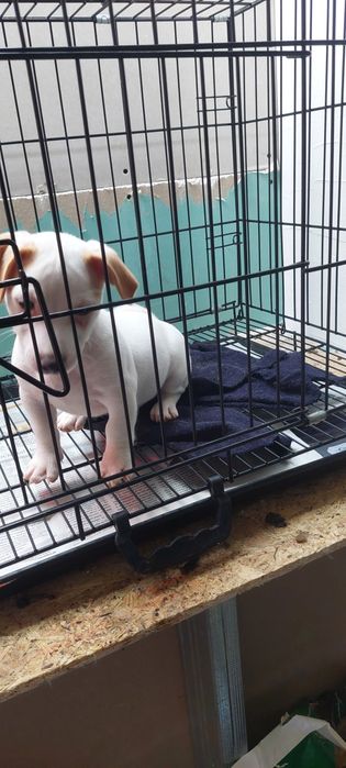 Menina jack russel terrier so hoje