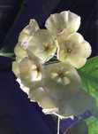 Hoya hoja campanulata ukorzeniona
