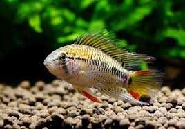 pielęgniczka czerwonogrzbieta/macmasteri SKLEP ŻYRAFA